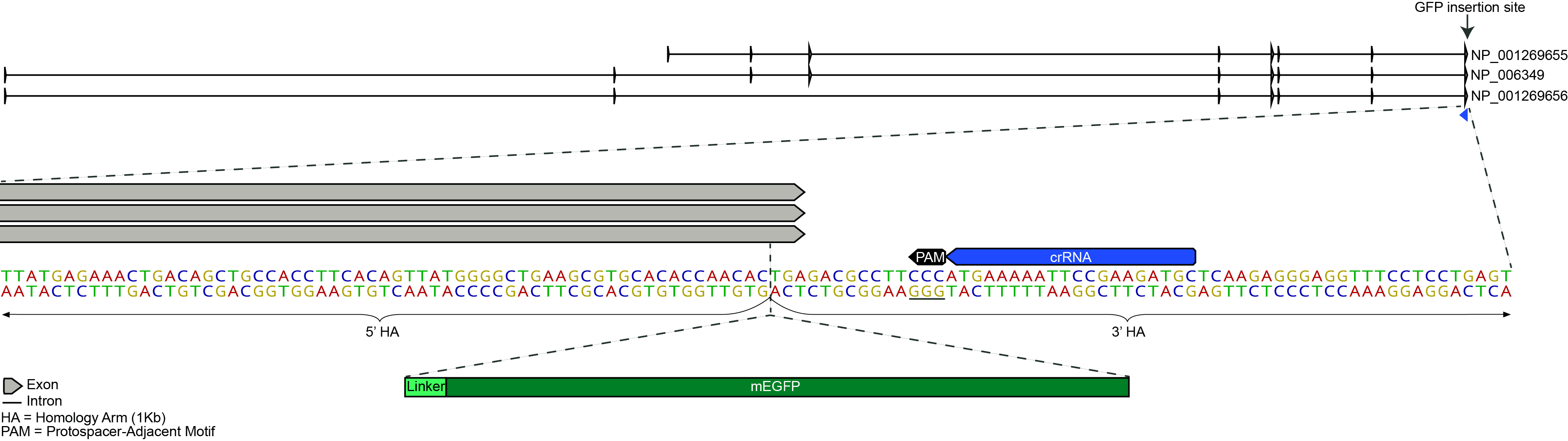 mEGFP Insert