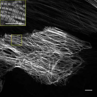 Cell line media