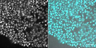 Cell line media