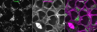Cell line media